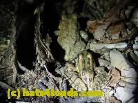 /home//u458753944/public_html/sourcegallery///////Roxborough Toad Detour/2013-2019/2017/P4100665.JPG